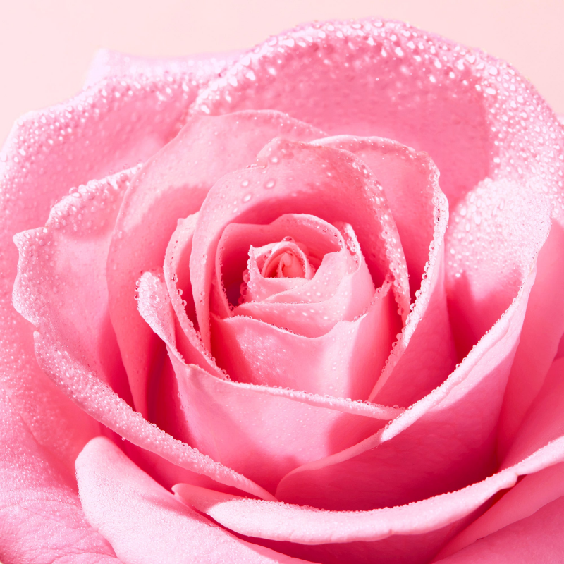 NUXE VERY ROSE Baume Lèvres à la Rose 15g - Lèvres Ultra Sèches ou Abîmées